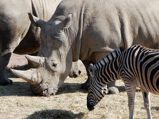 GaiaPark Kerkrade Zoo