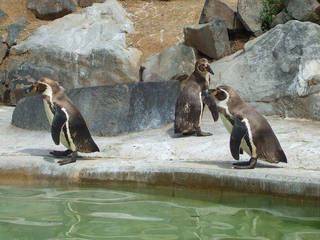 Zoo Neuwied