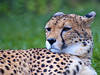 Gepard im Selwo Aventura Park. © abel262