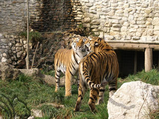 René Strickler's Raubtierpark