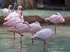 Flamingos im Parco Faunistico. © graphia