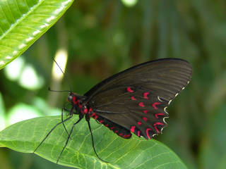 The Butterfly Pavilion