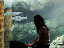 Brandungsbecken im Nordseeaquarium © Johannes Maria Schlorke