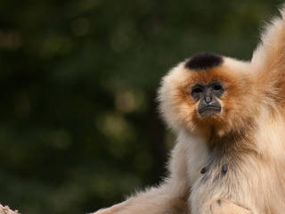 Ein lässiger Gibbon © Leszek.Leszczynski