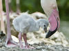 Flamingo-Küken in Schönbrunn geschlüpft