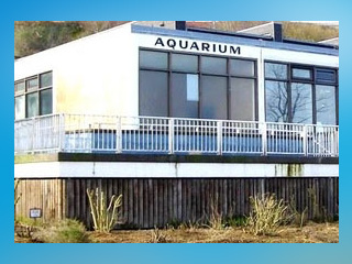 Aquarium Helgoland