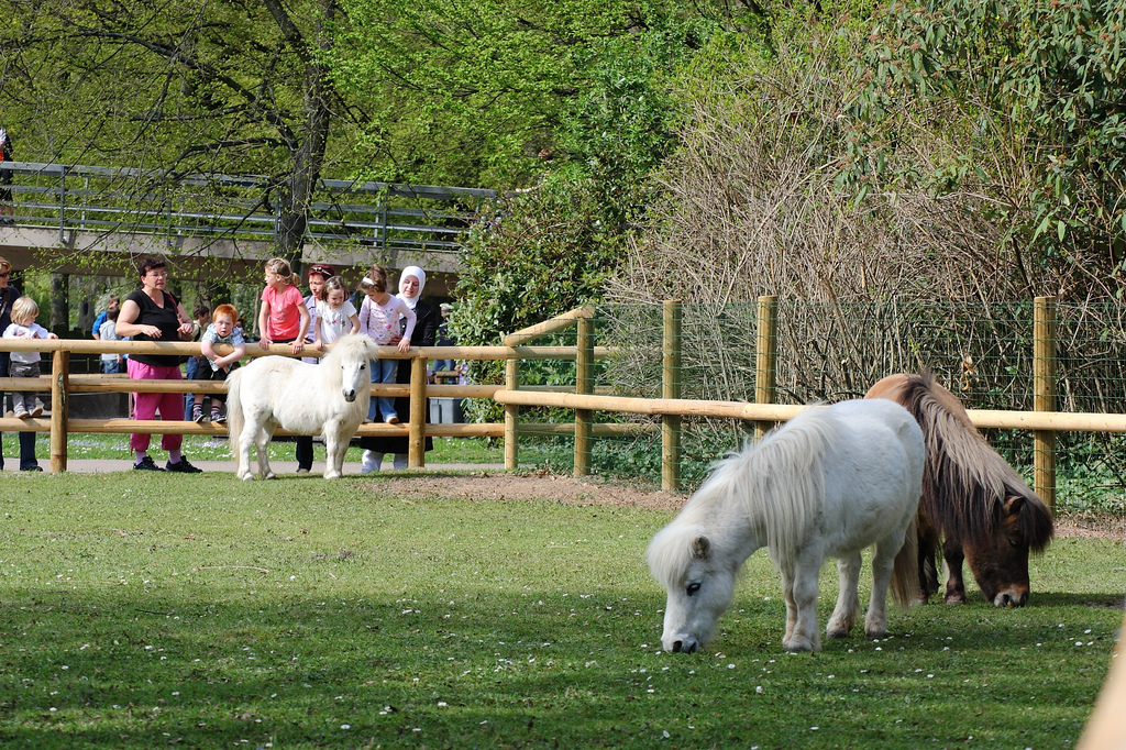 Attraktionen und Fahrgeschäfte im Zoo Karlsruhe - Tierpark in Karlsruhe