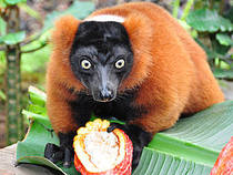 Roter Vari mit Kakaobohnen © Zoo Zürich