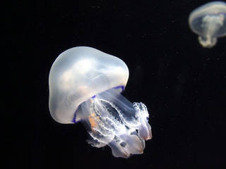 L'Aquarium Barcelona