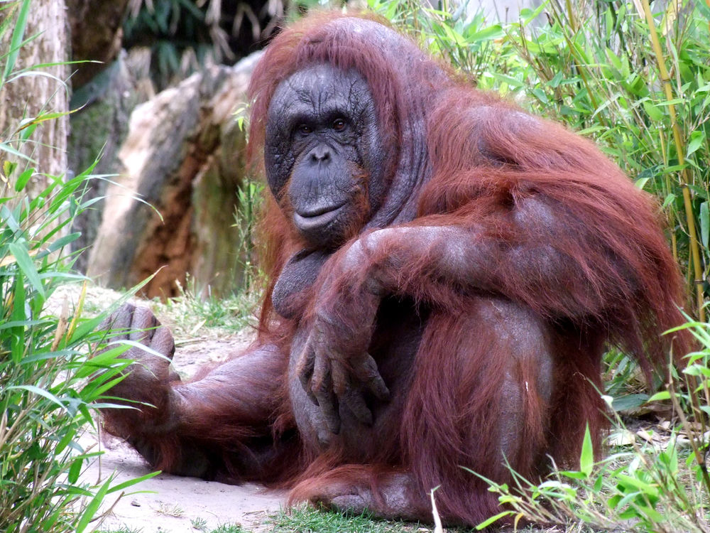 Allwetterzoo Münster