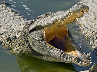 La ferme aux crocodiles