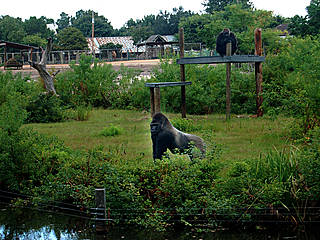 Gulf Breeze Zoo