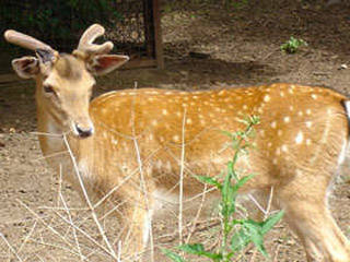 Tierpark Geithain