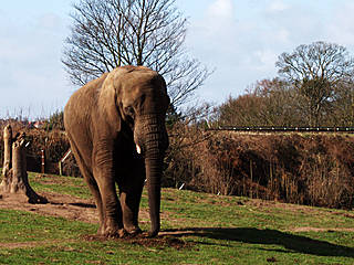 West Midland Safari & Leisurepark