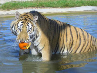 Noahs Ark Zoo Farm