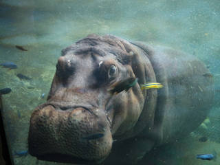 San Antonio Zoo and Aquarium