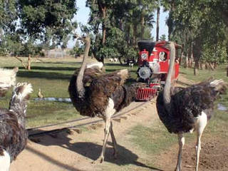 Wildlife World Zoo