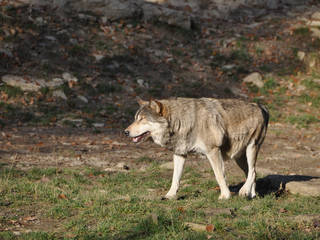 Wildpark Schorfheide