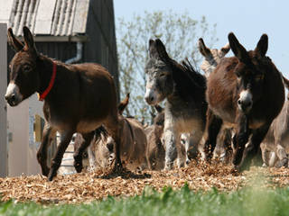 The Donkey Sanctuary