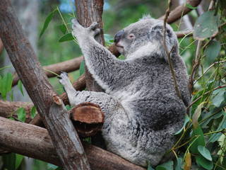 Brisbanes Alma Park Zoo