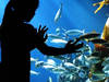 Die faszinierende Unterwasser-Welt © Sea Life München