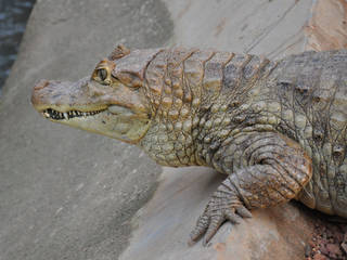 Thiruvananthapuram Zoo