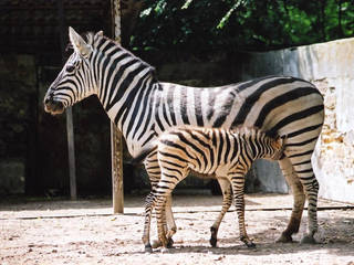 Odessa Zoo