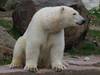 Tiergarten Nürnberg - Eisbärenzwillinge ziehen nach Warschau um