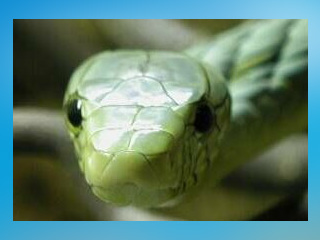 Reptilienhaus Oberammergau