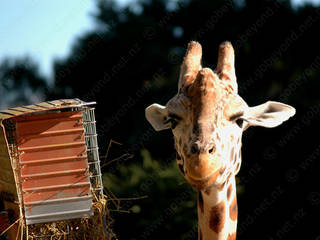 Auckland Zoo