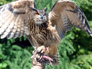 Elfenberg Wild- und Erlebnispark