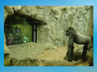 Franklin Park Zoo