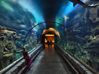 Shark Reef Aquarium