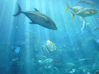 Aquarium of the Pacific