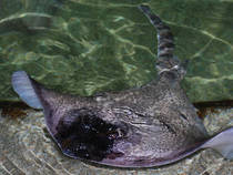 Dolfinarium Harderwijk © Mike