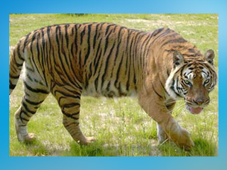 Erlebnis- und Tigerpark Dassow