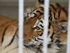 ZOOM Erlebniswelt Asien - Tiger halten Einzug