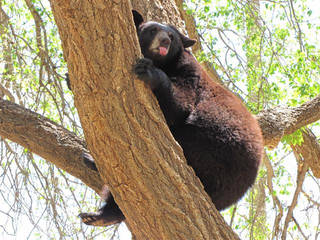 Hillcrest Park Zoo