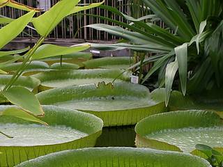 Botanischer Garten Jena