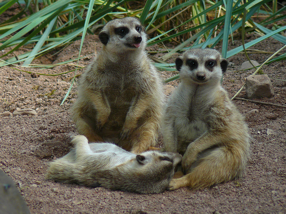 Aachener Tierpark