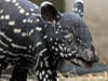 Zoo Leipzig - Tapirjungtier erkundet Gehege