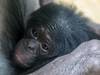 Wilhelma - Bonobos ins neue Menschenaffenhaus umgesiedelt