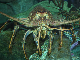 Sea Life Carlsbad Aquarium