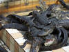 Krokodile auf einem Haufen im Gatorama © Dennis Derby