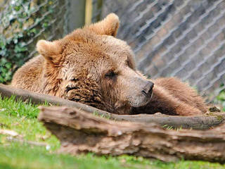 Dartmoor Zoo