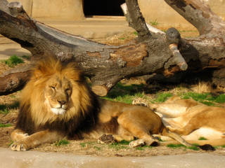 Tulsa Zoo and Living Museum