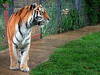 Tiger im Linton Zoo. © ciamabue
