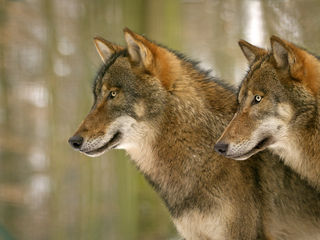 Tierpark Kunsterspring