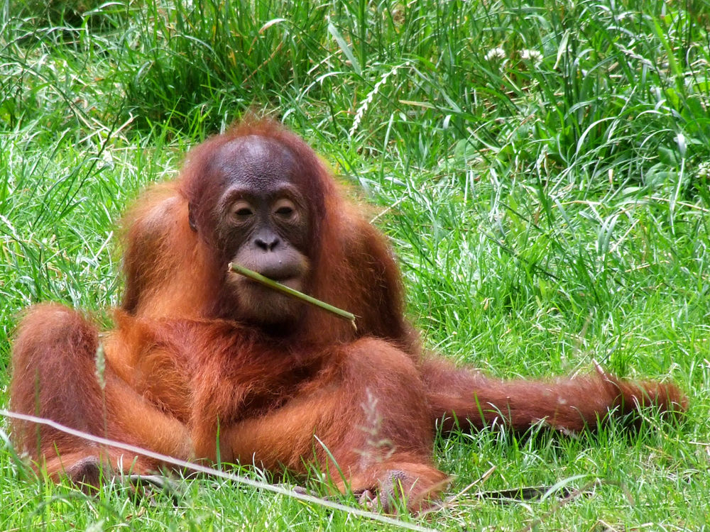 Zoo Dortmund