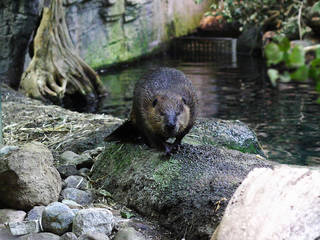 Montréal Biodôme